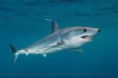 Makos